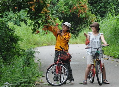 Fruit Orchard Tours in Thailand’s Eastern Provinces