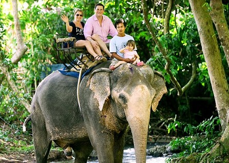 Elephant goes on Rampage North of Phuket