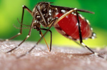 Bali: Dengue fever on the rise
