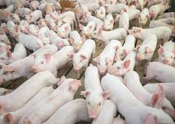 China: Progress on African swine fever vaccine