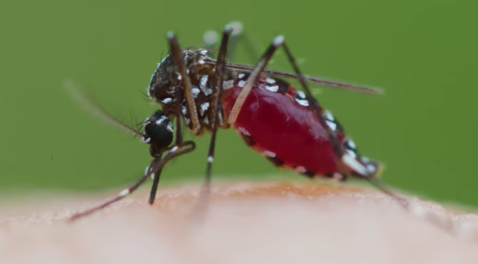 ASEAN: Caution Against the Asian Tiger Mosquito