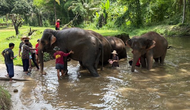Elephant Sanctuaries: A Unique Thai Attraction