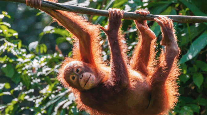UNESCO Honors Malaysia’s Natural and Cultural Heritage