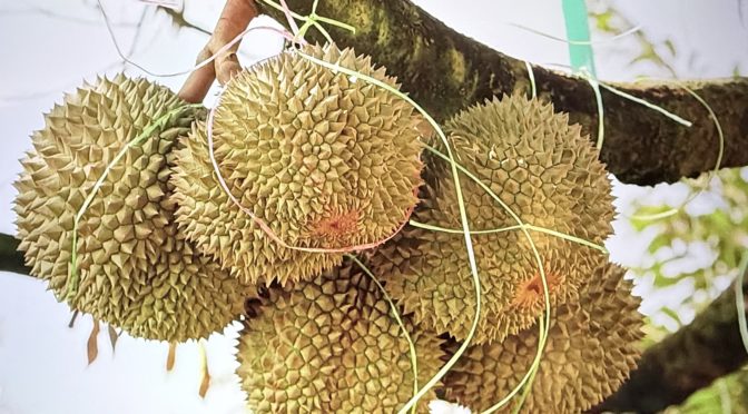 China and the New ASEAN Fruit Economy